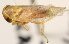  ( - CNC#HEM405402)  @13 [ ] CreativeCommons - Attribution (2012) CNC/CBG Photography Group Centre for Biodiversity Genomics