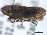  ( - CNC#HEM405469)  @13 [ ] CreativeCommons - Attribution (2012) CBG Photography Group Centre for Biodiversity Genomics