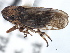  (Errhomus similis kahlotus - CNC#HEM405471)  @13 [ ] CreativeCommons - Attribution (2012) CBG Photography Group Centre for Biodiversity Genomics
