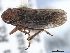 ( - CNC#HEM405472)  @13 [ ] CreativeCommons - Attribution (2012) CBG Photography Group Centre for Biodiversity Genomics