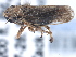  (Errhomus similis medialis - CNC#HEM405478)  @13 [ ] CreativeCommons - Attribution (2012) CBG Photography Group Centre for Biodiversity Genomics