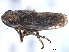  ( - CNC#HEM405479)  @13 [ ] CreativeCommons - Attribution (2012) CBG Photography Group Centre for Biodiversity Genomics