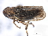  (Errhomus similis nanus - CNC#HEM405481)  @14 [ ] CreativeCommons - Attribution (2012) CBG Photography Group Centre for Biodiversity Genomics