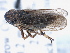  (Errhomus similis truncus - CNC#HEM405490)  @13 [ ] CreativeCommons - Attribution (2012) CBG Photography Group Centre for Biodiversity Genomics