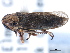 ( - CNC#HEM405491)  @13 [ ] CreativeCommons - Attribution (2012) CBG Photography Group Centre for Biodiversity Genomics