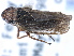  ( - CNC#HEM405492)  @13 [ ] CreativeCommons - Attribution (2012) CBG Photography Group Centre for Biodiversity Genomics