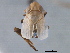  ( - CNC#HEM405632)  @11 [ ] CreativeCommons - Attribution (2012) CNC/CBG Photography Group Centre for Biodiversity Genomics