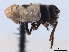  ( - CNC#HEM405633)  @11 [ ] CreativeCommons - Attribution (2012) CNC/CBG Photography Group Centre for Biodiversity Genomics