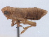  ( - CNC#HEM405634)  @11 [ ] CreativeCommons - Attribution (2012) CNC/CBG Photography Group Centre for Biodiversity Genomics