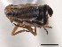  (Eurybregma pygalis - CNC#HEM405639)  @11 [ ] CreativeCommons - Attribution (2012) CNC/CBG Photography Group Centre for Biodiversity Genomics