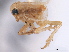  (Eurybregma montana - CNC#HEM405640)  @11 [ ] CreativeCommons - Attribution (2012) CNC/CBG Photography Group Centre for Biodiversity Genomics