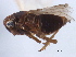  (Kosswigianella irrubilo - CNC#HEM405651)  @11 [ ] CreativeCommons - Attribution (2012) CNC/CBG Photography Group Centre for Biodiversity Genomics