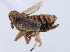  (Kusnezoviella - CNC#HEM405655)  @11 [ ] CreativeCommons - Attribution (2012) CNC/CBG Photography Group Centre for Biodiversity Genomics