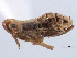  (Laccocera zonata - CNC#HEM405656)  @11 [ ] CreativeCommons - Attribution (2012) CNC/CBG Photography Group Centre for Biodiversity Genomics