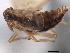  (Megamelus distinctus - CNC#HEM405658)  @12 [ ] CreativeCommons - Attribution (2012) CNC/CBG Photography Group Centre for Biodiversity Genomics