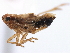  ( - CNC#HEM405660)  @11 [ ] CreativeCommons - Attribution (2012) CNC/CBG Photography Group Centre for Biodiversity Genomics