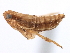  ( - CNC#HEM405661)  @11 [ ] CreativeCommons - Attribution (2012) CNC/CBG Photography Group Centre for Biodiversity Genomics