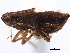  ( - CNC#HEM405662)  @11 [ ] CreativeCommons - Attribution (2012) CNC/CBG Photography Group Centre for Biodiversity Genomics