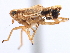 ( - CNC#HEM405663)  @11 [ ] CreativeCommons - Attribution (2012) CNC/CBG Photography Group Centre for Biodiversity Genomics