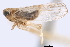  (Muirodelphax anufrievi - CNC#HEM405664)  @14 [ ] CreativeCommons - Attribution (2012) CNC/CBG Photography Group Centre for Biodiversity Genomics