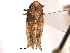  (Excultanus incurvatus - CNC#HEM405289)  @13 [ ] CreativeCommons - Attribution (2012) CNC/CBG Photography Group Centre for Biodiversity Genomics