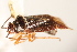  ( - PBI 00396201)  @14 [ ] CreativeCommons - Attribution (2012) CNC/CBG Photography Group Centre for Biodiversity Genomics