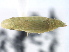  (Memnonia grandis - CNC#HEM405437)  @12 [ ] CreativeCommons - Attribution (2012) CBG Photography Group Centre for Biodiversity Genomics