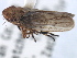  ( - CNC#HEM405465)  @13 [ ] CreativeCommons - Attribution (2012) CBG Photography Group Centre for Biodiversity Genomics