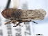 (Errhomus similis obliteratus - CNC#HEM405466)  @14 [ ] CreativeCommons - Attribution (2012) CBG Photography Group Centre for Biodiversity Genomics