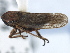  (Errhomus similis dubiosus - CNC#HEM405470)  @13 [ ] CreativeCommons - Attribution (2012) CBG Photography Group Centre for Biodiversity Genomics