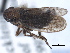  (Errhomus similis sobrinus - CNC#HEM405486)  @13 [ ] CreativeCommons - Attribution (2012) CBG Photography Group Centre for Biodiversity Genomics