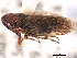  (Errhomus similis zonarius - CNC#HEM405493)  @13 [ ] CreativeCommons - Attribution (2012) CBG Photography Group Centre for Biodiversity Genomics