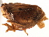  ( - CNC#HEM405562)  @13 [ ] CreativeCommons - Attribution (2012) CNC/CBG Photography Group Centre for Biodiversity Genomics