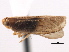 (Catonia bicinctura - CNC#HEM405605)  @11 [ ] CreativeCommons - Attribution (2012) CNC/CBG Photography Group Centre for Biodiversity Genomics