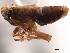  (Achorotile distincta - CNC#HEM405610)  @13 [ ] CreativeCommons - Attribution (2012) CNC/CBG Photography Group Centre for Biodiversity Genomics