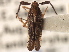 ( - CNC#HEM405629)  @11 [ ] CreativeCommons - Attribution (2012) CNC/CBG Photography Group Centre for Biodiversity Genomics