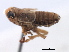  (Kosswigianella exigua - CNC#HEM405653)  @11 [ ] CreativeCommons - Attribution (2012) CNC/CBG Photography Group Centre for Biodiversity Genomics