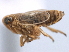  (Muirodelphax atrolabis - CNC#HEM405666)  @12 [ ] CreativeCommons - Attribution (2012) CNC/CBG Photography Group Centre for Biodiversity Genomics