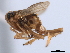  (Muirodelphax nigrinota - CNC#HEM405667)  @12 [ ] CreativeCommons - Attribution (2012) CNC/CBG Photography Group Centre for Biodiversity Genomics