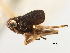  (Nothodelphax occlusa - CNC#HEM405673)  @13 [ ] CreativeCommons - Attribution (2012) CNC/CBG Photography Group Centre for Biodiversity Genomics