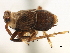  (Pissonotus aphidoides - CNC#HEM405681)  @12 [ ] CreativeCommons - Attribution (2012) CNC/CBG Photography Group Centre for Biodiversity Genomics