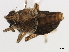  (Pissonotus frontalis - CNC#HEM405683)  @11 [ ] CreativeCommons - Attribution (2012) CNC/CBG Photography Group Centre for Biodiversity Genomics