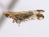  (Neomegamelanus - CNC#HEM405692)  @13 [ ] CreativeCommons - Attribution (2012) CNC/CBG Photography Group Centre for Biodiversity Genomics