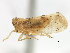  (Stobaera pallida - CNC#HEM405705)  @13 [ ] CreativeCommons - Attribution (2012) CNC/CBG Photography Group Centre for Biodiversity Genomics