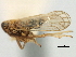  (Toya attenuata - CNC#HEM405708)  @11 [ ] CreativeCommons - Attribution (2012) CNC/CBG Photography Group Centre for Biodiversity Genomics