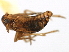  ( - CNC#HEM405711)  @11 [ ] CreativeCommons - Attribution (2012) CNC/CBG Photography Group Centre for Biodiversity Genomics