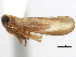 (Matsumuramata - CNC#HEM405712)  @13 [ ] CreativeCommons - Attribution (2012) CNC/CBG Photography Group Centre for Biodiversity Genomics