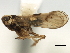  (Kartalia - CNC#HEM405714)  @13 [ ] CreativeCommons - Attribution (2012) CNC/CBG Photography Group Centre for Biodiversity Genomics