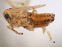  (Muirodelphax parvulus - CNC#HEM405920)  @13 [ ] CreativeCommons - Attribution (2012) CNC/CBG Photography Group Centre for Biodiversity Genomics