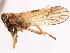  (Euides gerhardi - CNC#HEM405923)  @11 [ ] CreativeCommons - Attribution (2012) CNC/CBG Photography Group Centre for Biodiversity Genomics